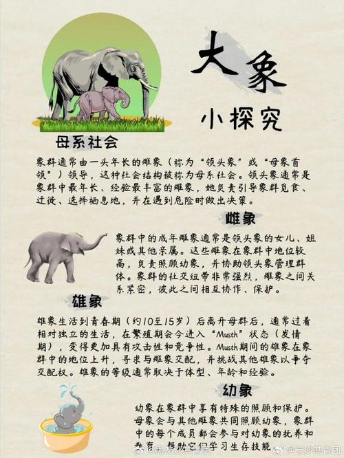 揭秘大象家族：谁是象群中真正的领导者？