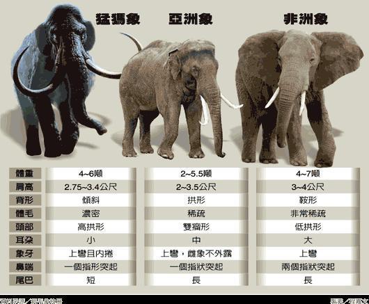 揭秘大象家族：谁是象群中真正的领导者？