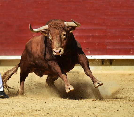 免费斗牛下载:高清流畅,体验最刺激的斗牛游戏!