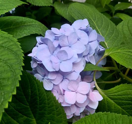 一夏之花版本大全：完整版下载资源分享