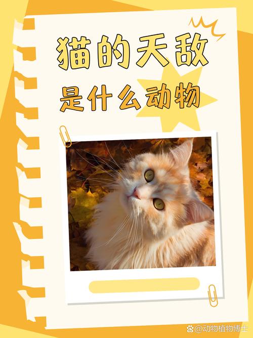 野猫如何下载？高清资源网盘下载方法分享