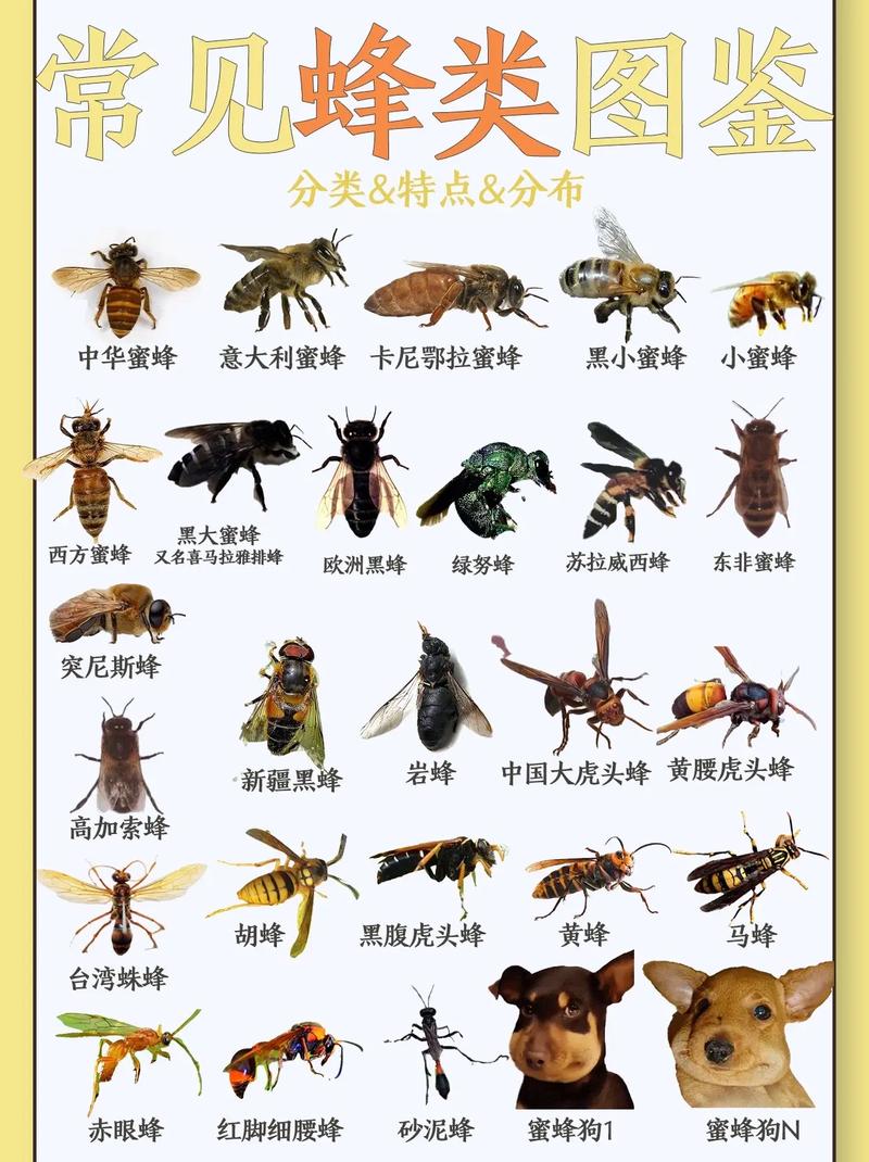 我的世界蜜蜂繁殖及蜂蜜获取技巧详解