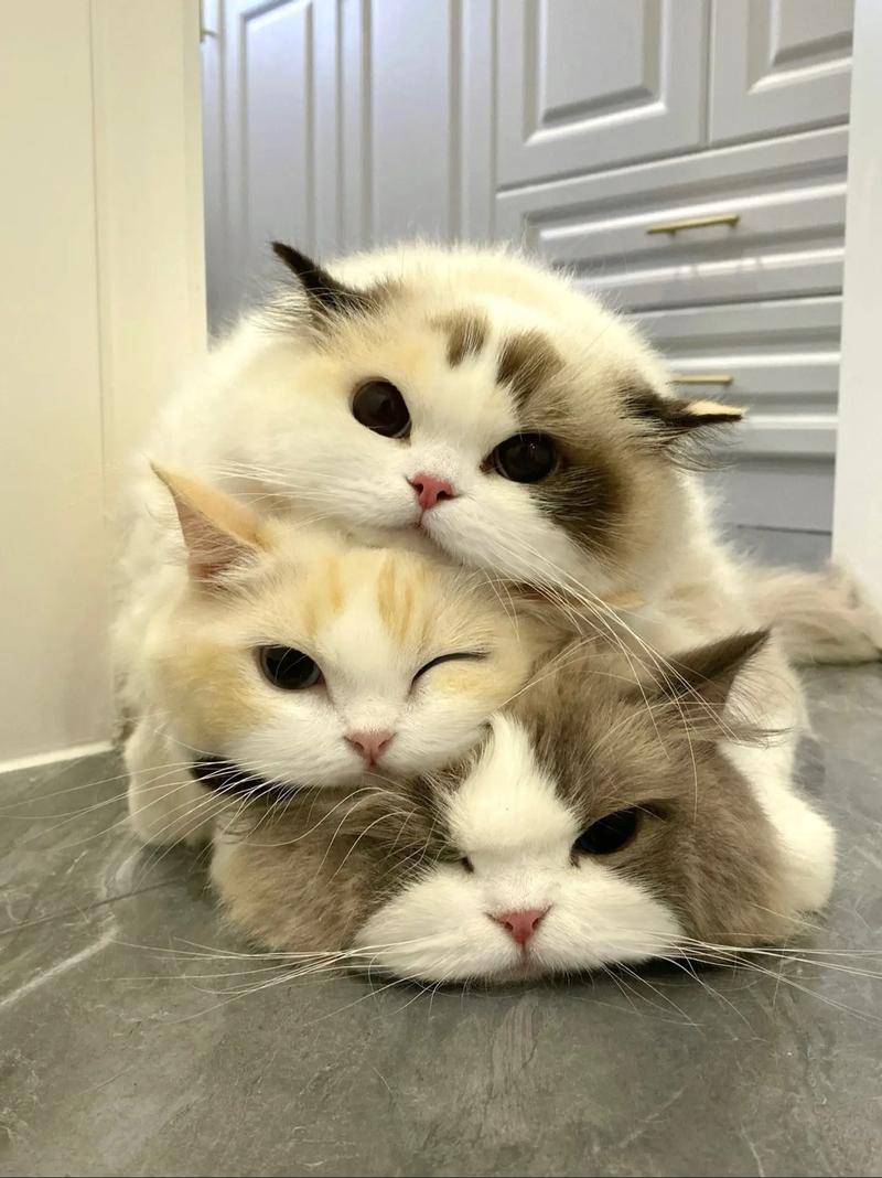 你的猫咪和弟弟共同的游戏时光,分享你的游戏心得吧!