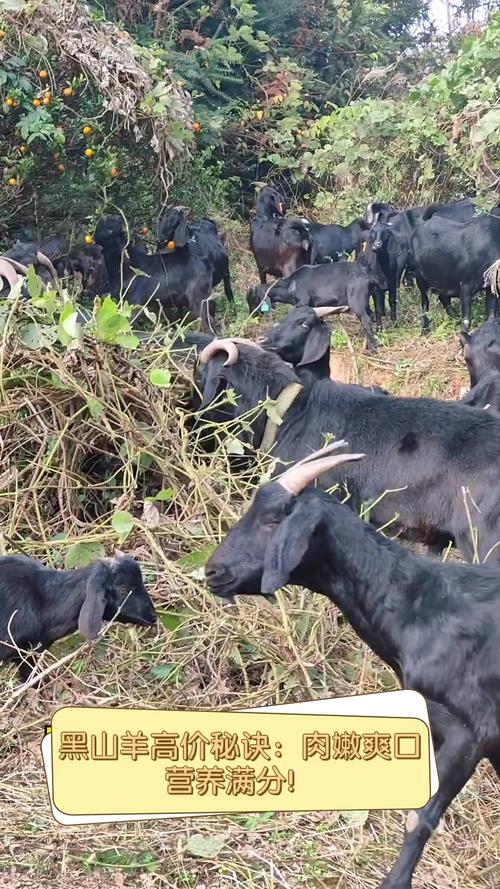 黑山羊之夜:你弟弟可能喜欢的游戏推荐