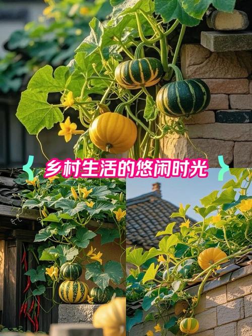 乡下生活版本大全：超全攻略带你玩转乡村！