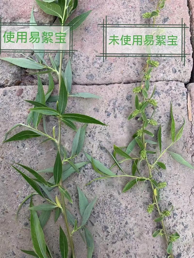 随风飘扬的柳絮是什么?原来是柳树的种子呀!