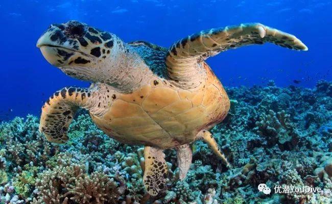 海牛骑手怎么来的？探索这种生物的奇妙故事！