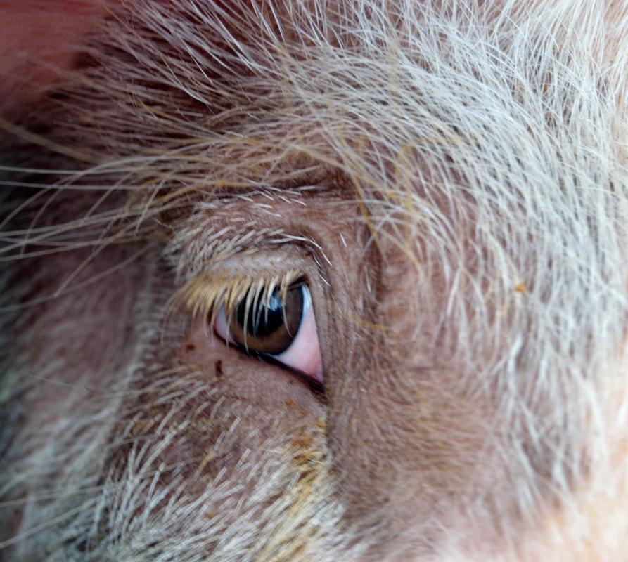 动物冷知识:长方形瞳孔的竟然是这种动物!