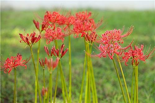 彼岸花下载地址大全,各种版本这里都有!