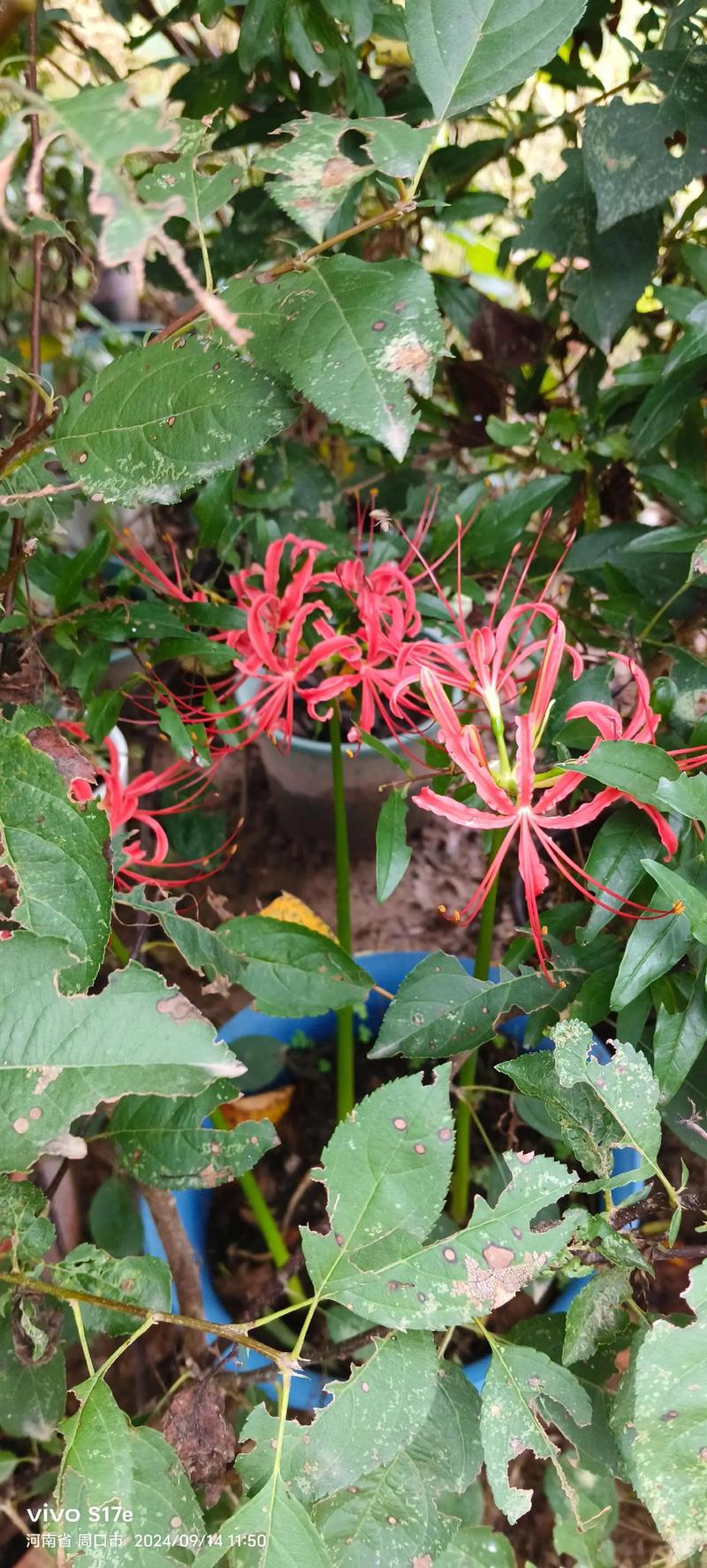 彼岸花下载地址大全,各种版本这里都有!