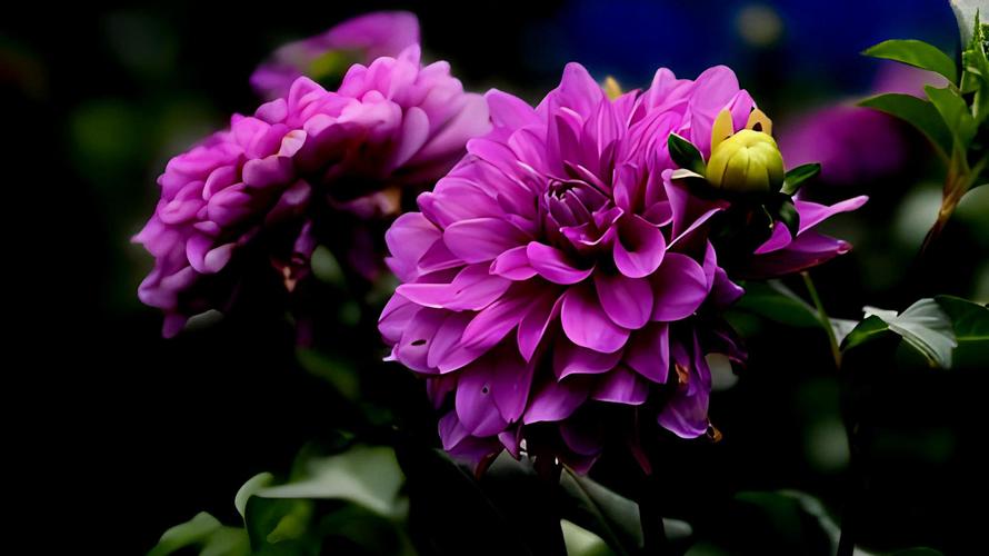 花中西施是哪种花？为什么它有如此美誉？