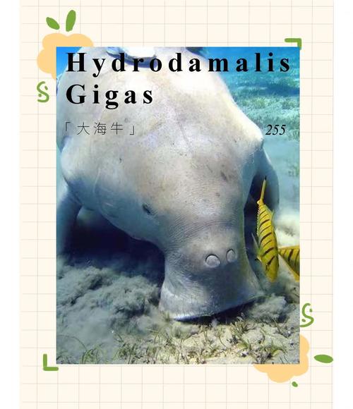 海牛骑手怎么来的？探索这种生物的奇妙故事！