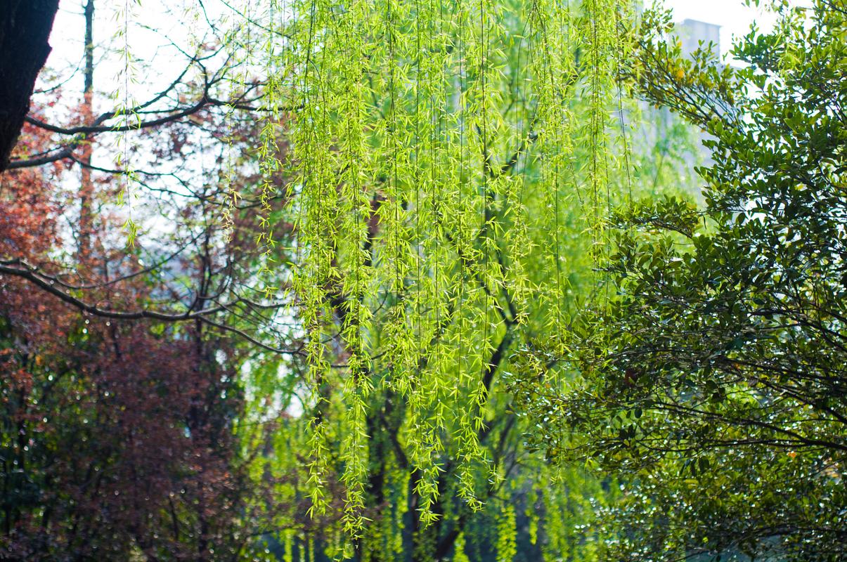 随风飘扬的柳絮是什么?原来是柳树的种子呀!