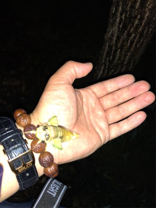 想知道金蝉怎么获得？看完这篇你就全明白了！