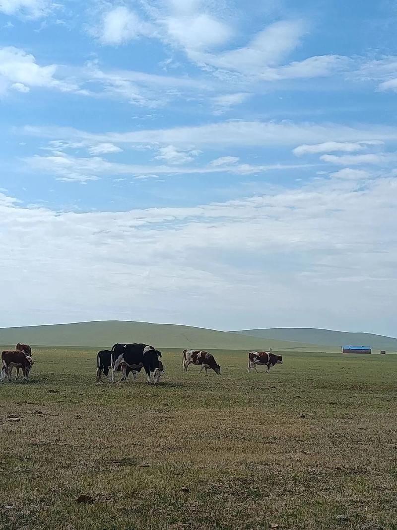 青青草原版本大全：各版本详细介绍与对比！