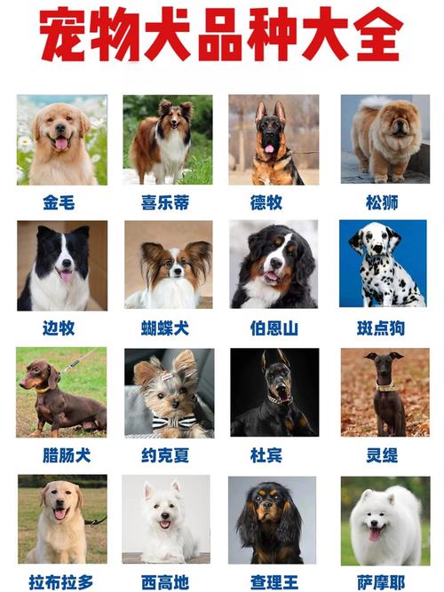 百狗图：100只萌犬，带你感受艺术魅力！