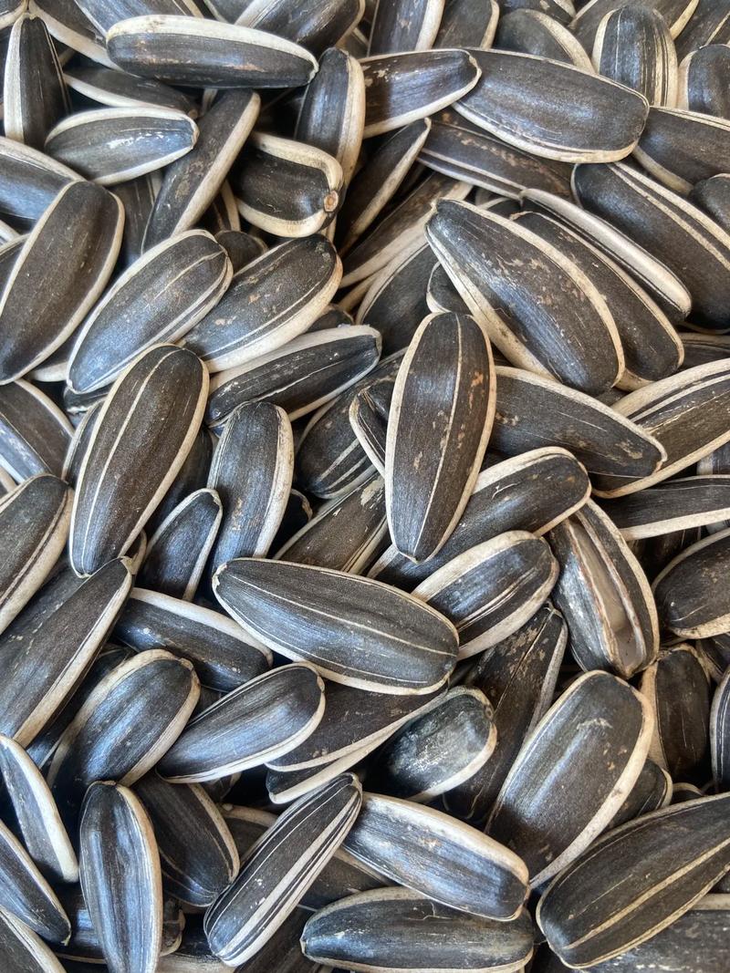 葵花籽原来是向日葵的这个！很多人都不知道！