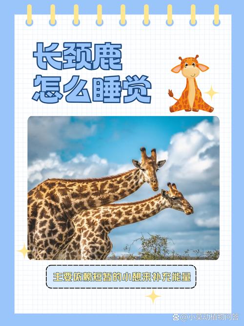 惊了!长颈鹿每天的睡眠时间竟然只有这么点?