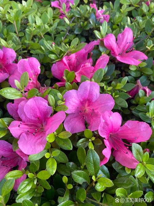 花中西施是哪种花？为什么它有如此美誉？