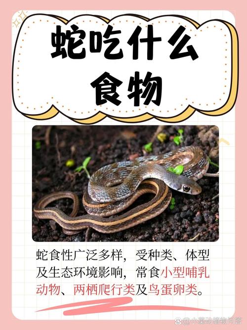 沙龙曼蛇吃什么食物？新手饲养沙龙曼蛇看这里！