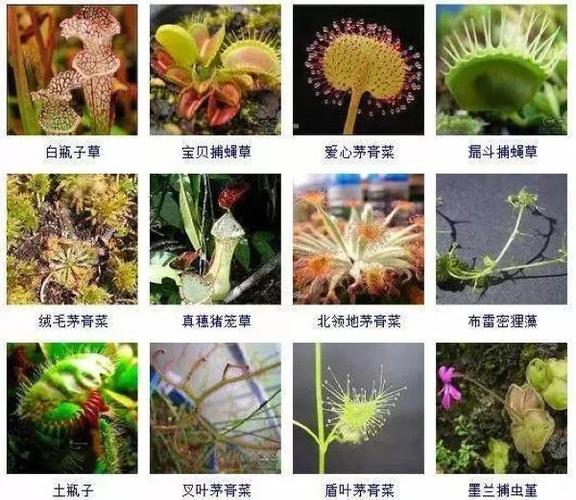 植物图鉴、动物图鉴...各类图鉴资源都在这!