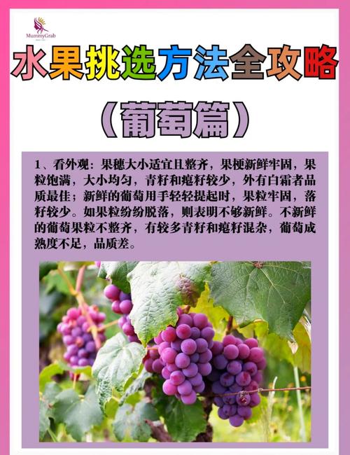 葡萄成熟时免费下载方法，简单几步就能搞定！