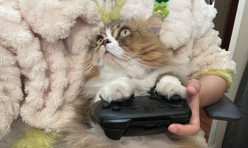 弟弟喜欢的游戏被猫咪霸占？这几个方法超管用！