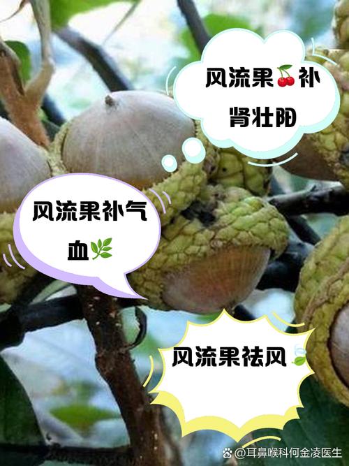 三国志曹操传果子哪个好？不同果子功能详细介绍！