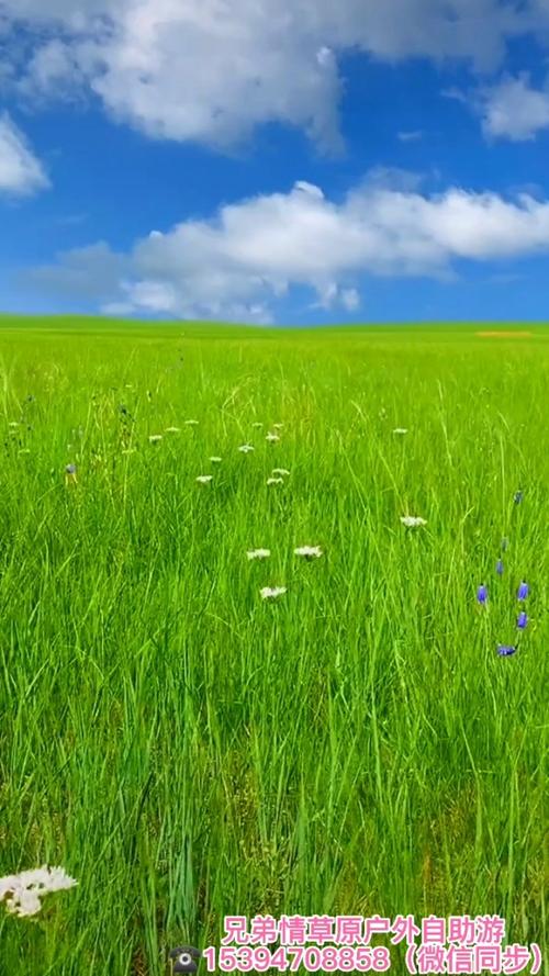 青青草原版本大全：各版本详细介绍与对比！