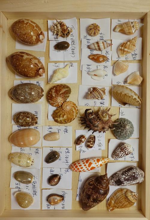 炫舞贝壳在哪里？各个地图贝壳收集点详解