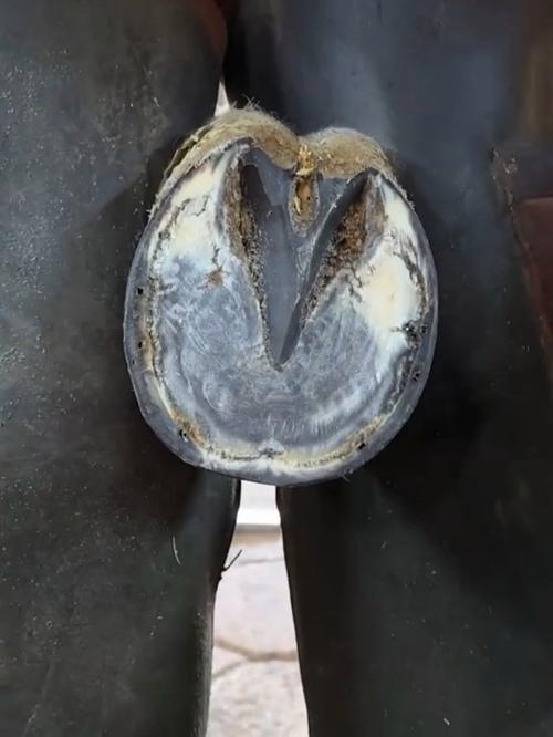 解开谜团：马蹄是马的哪个部位？图文详解