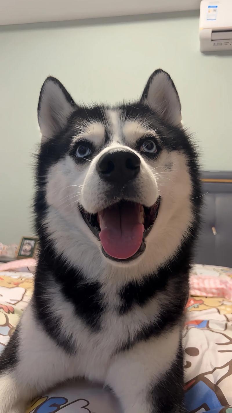 想体验速度与激情?来玩极速哈士奇吧!