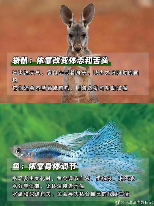 炎炎夏日,大象用什么妙招防晒?