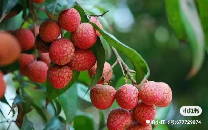 “日啖荔枝三百颗”的水果:是什么让苏轼如此热爱岭南?