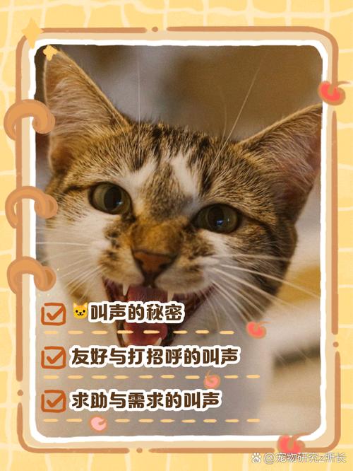 以下哪种动物的叫声和猫咪差不多?带你了解它们的叫声秘密!