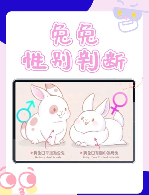 如何下载兔兔秘密花园？避坑指南来啦！