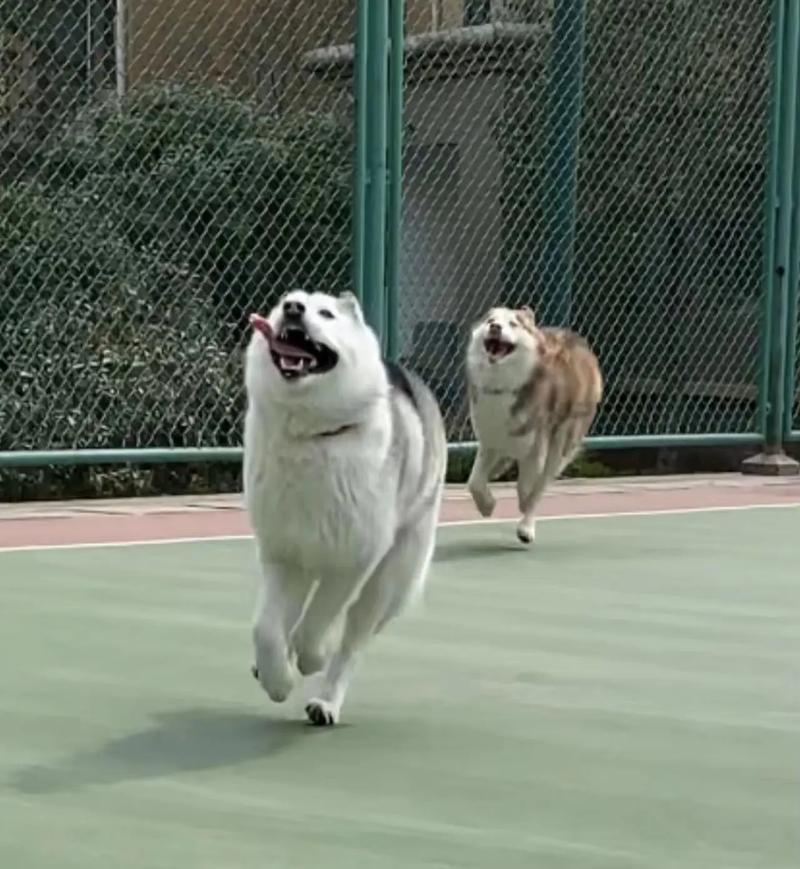 想体验速度与激情?来玩极速哈士奇吧!