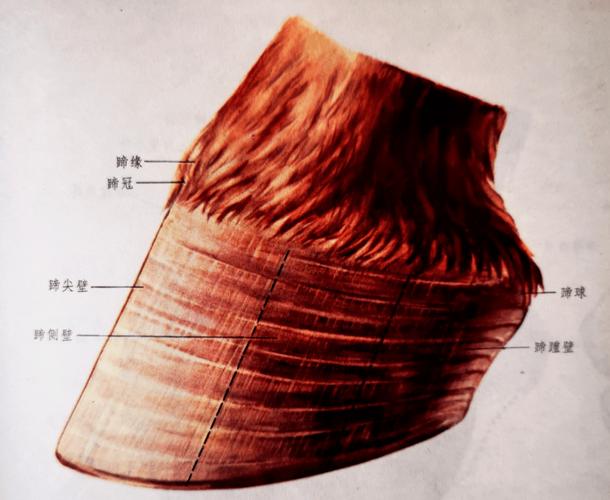 解开谜团：马蹄是马的哪个部位？图文详解