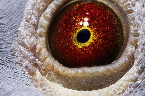 暗黑3拍卖行:辉煌与落幕的背后故事