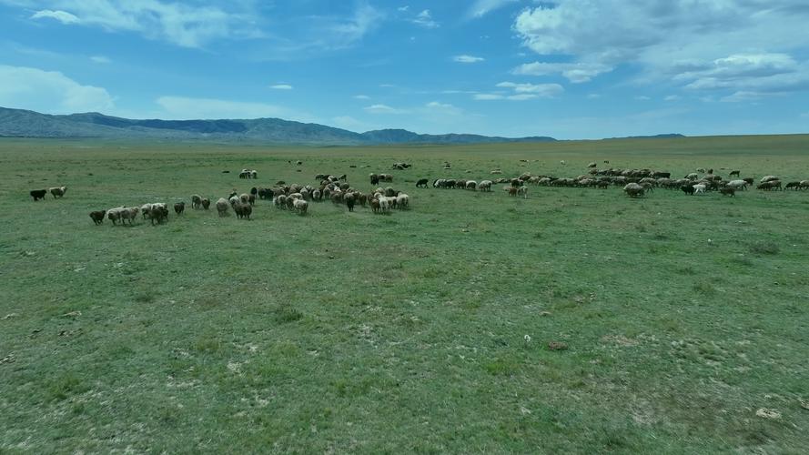 最新青青草原版本来了！快来体验草原牧场生活