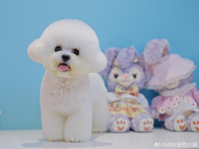 剑灵宠物美容师:打造独一无二的个性萌宠