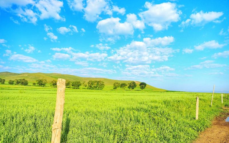 快速下载青青草原，完整步骤轻松学会！