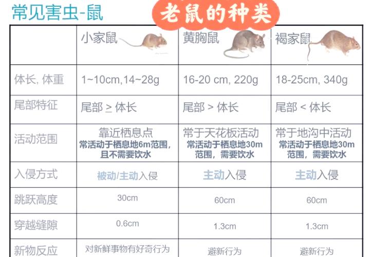 彻底弄懂耗子尾汁:含义、出处及网络流行解读