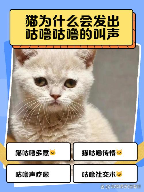 以下哪种动物的叫声和猫咪差不多?带你了解它们的叫声秘密!