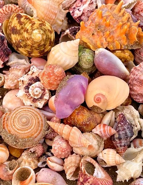 炫舞贝壳在哪里？各个地图贝壳收集点详解