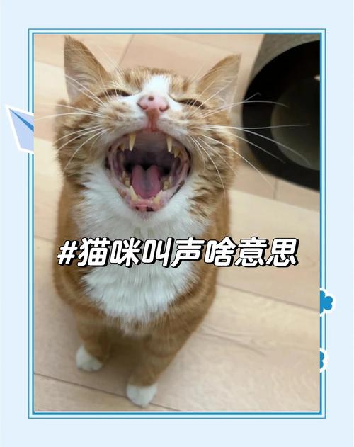 以下哪种动物的叫声和猫咪差不多?带你了解它们的叫声秘密!