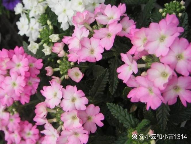 还在玩旧版优艳之花？快来升级最新版本体验吧！