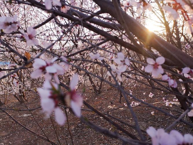 欲望开花下载地址分享：分享最新最全的欲望开花下载资源