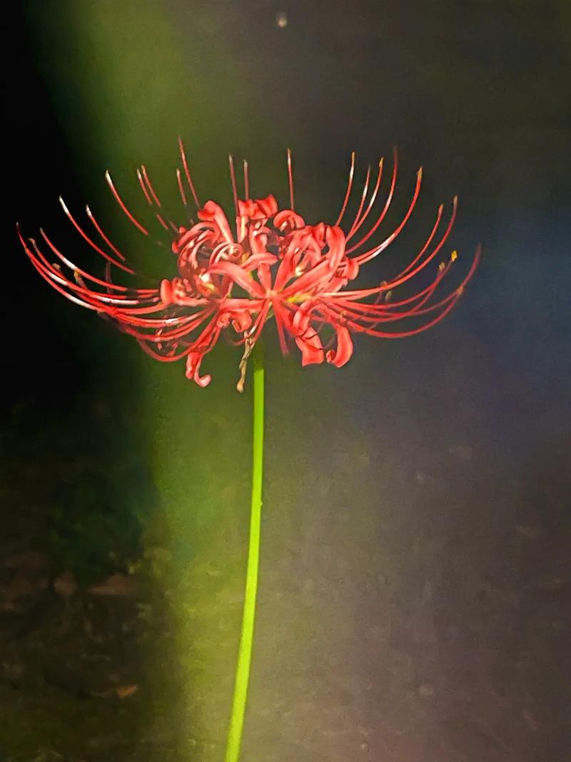 最全夜幕之花版本大全：快速找到你需要的版本，轻松下载！