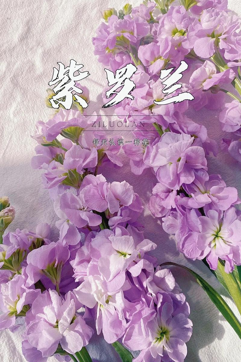 紫罗兰最新版本是多少？快来体验热辣可爱的全新功能！